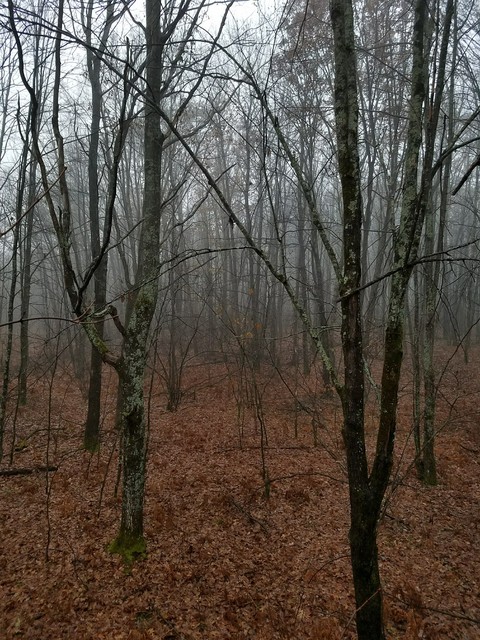 morning fog