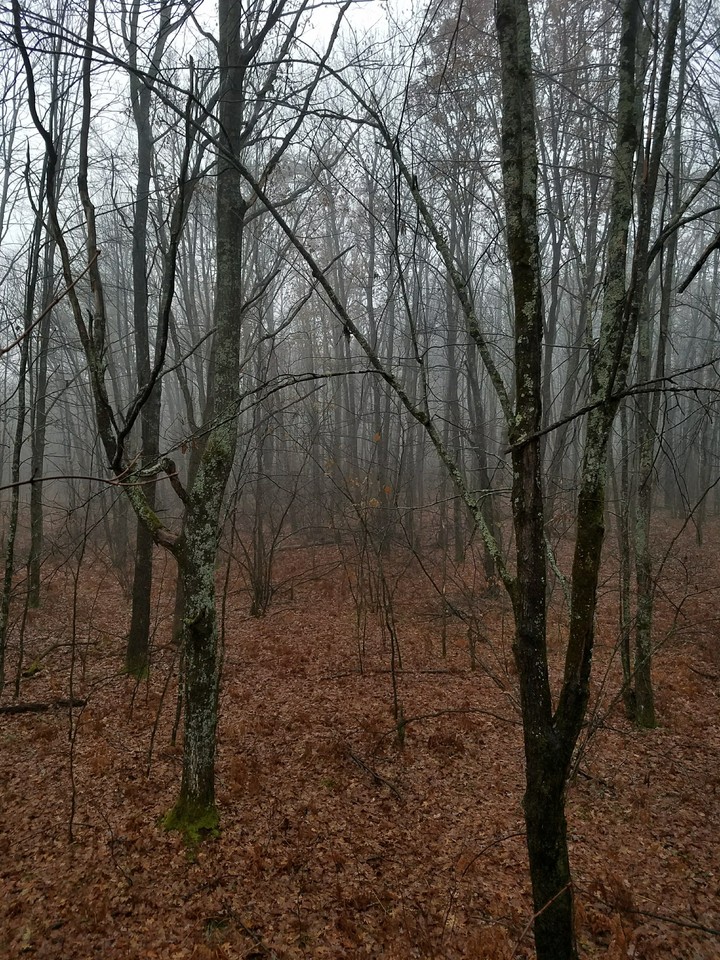 morning fog