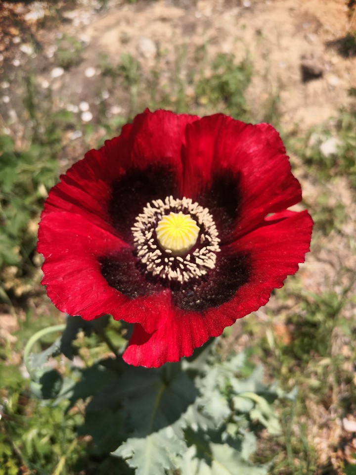 罂粟花