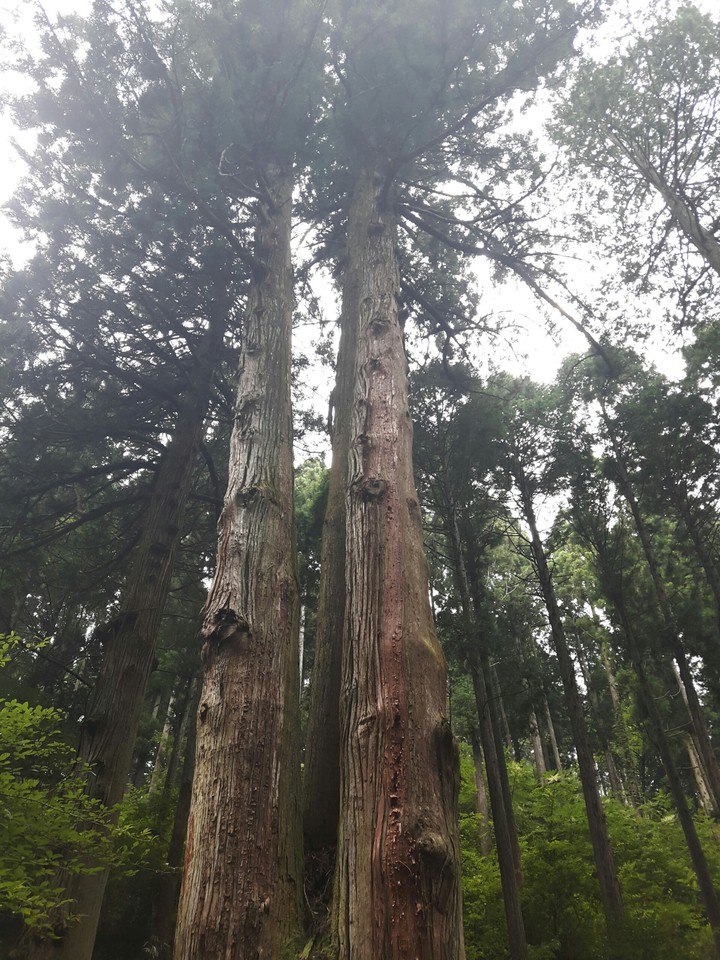 三本杉