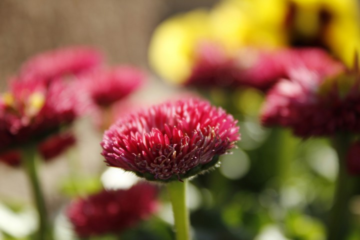 Flower #nofilter