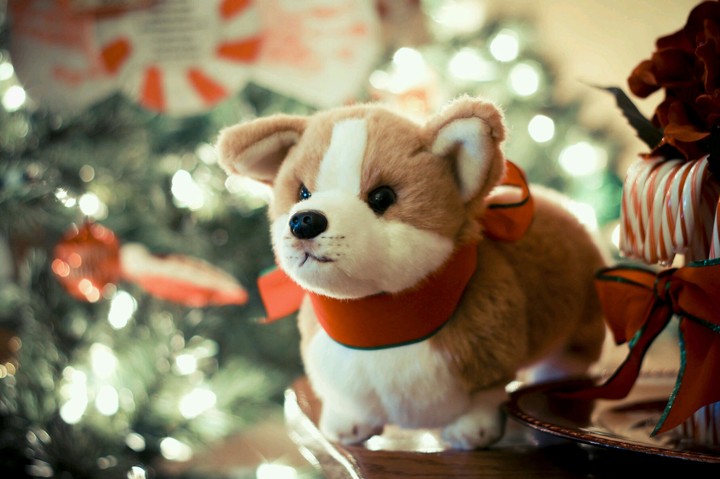новогодний корги