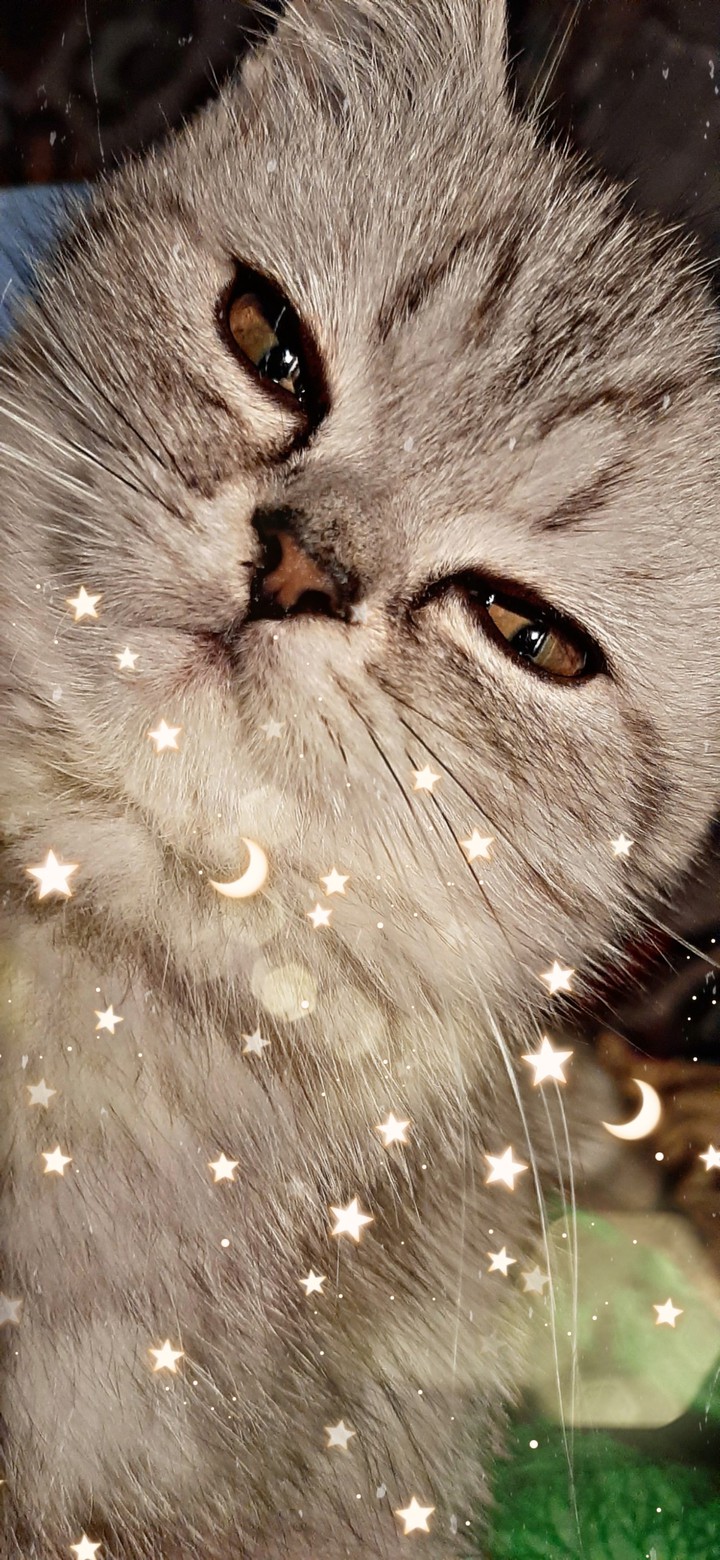 pretty cat