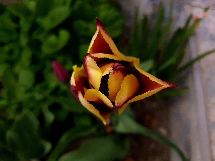 Tulip