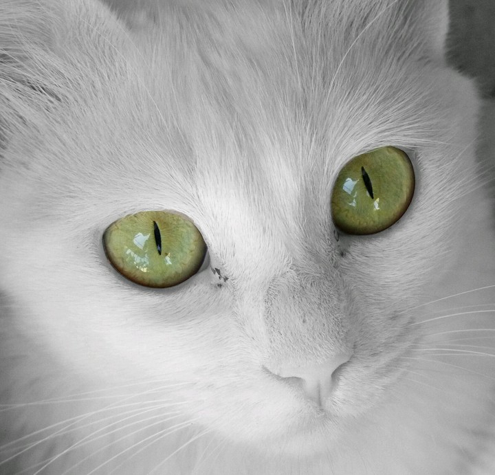 cute kitty