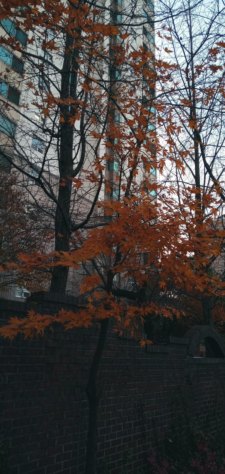 가을황혼
