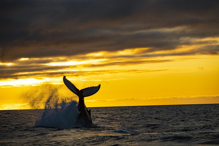 whale