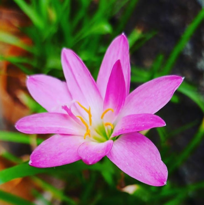 #Pink  Beauty