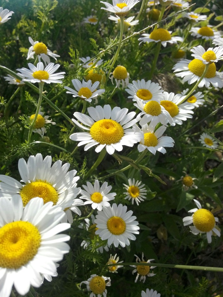 white and yellow