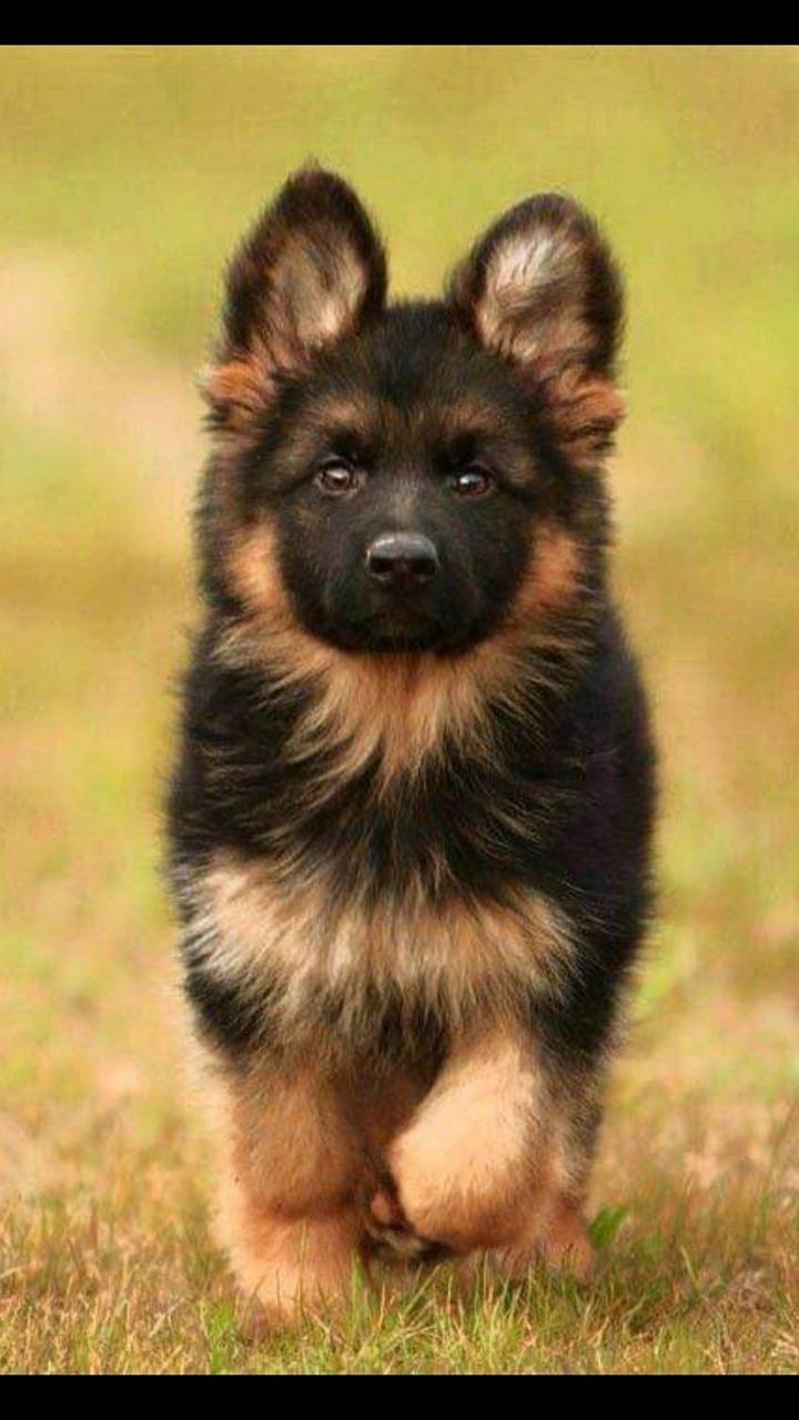 puppy
