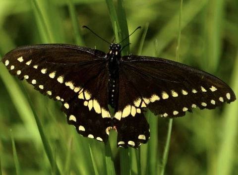 plant, pollinator Hintergrundbilder