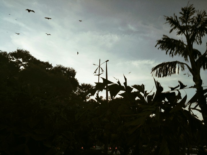 evening