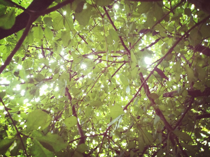 tree