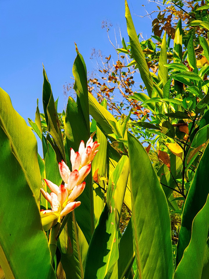 blossom