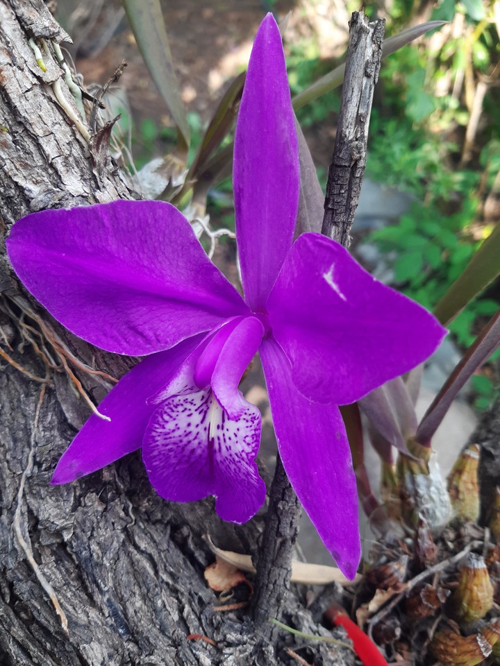 Orquídea Silvestre