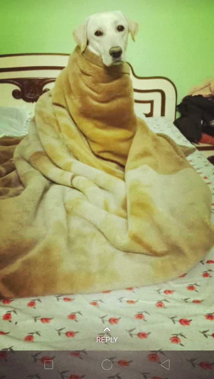 Labrador