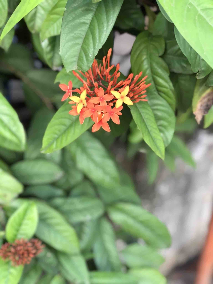 flowers