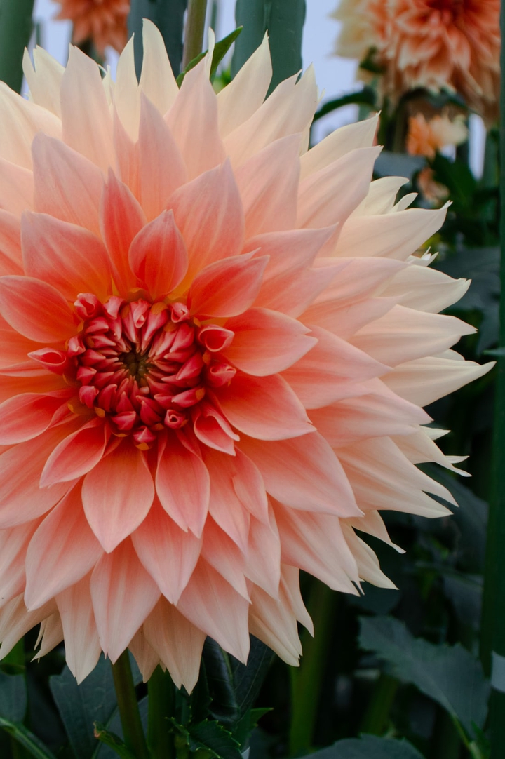 blooming