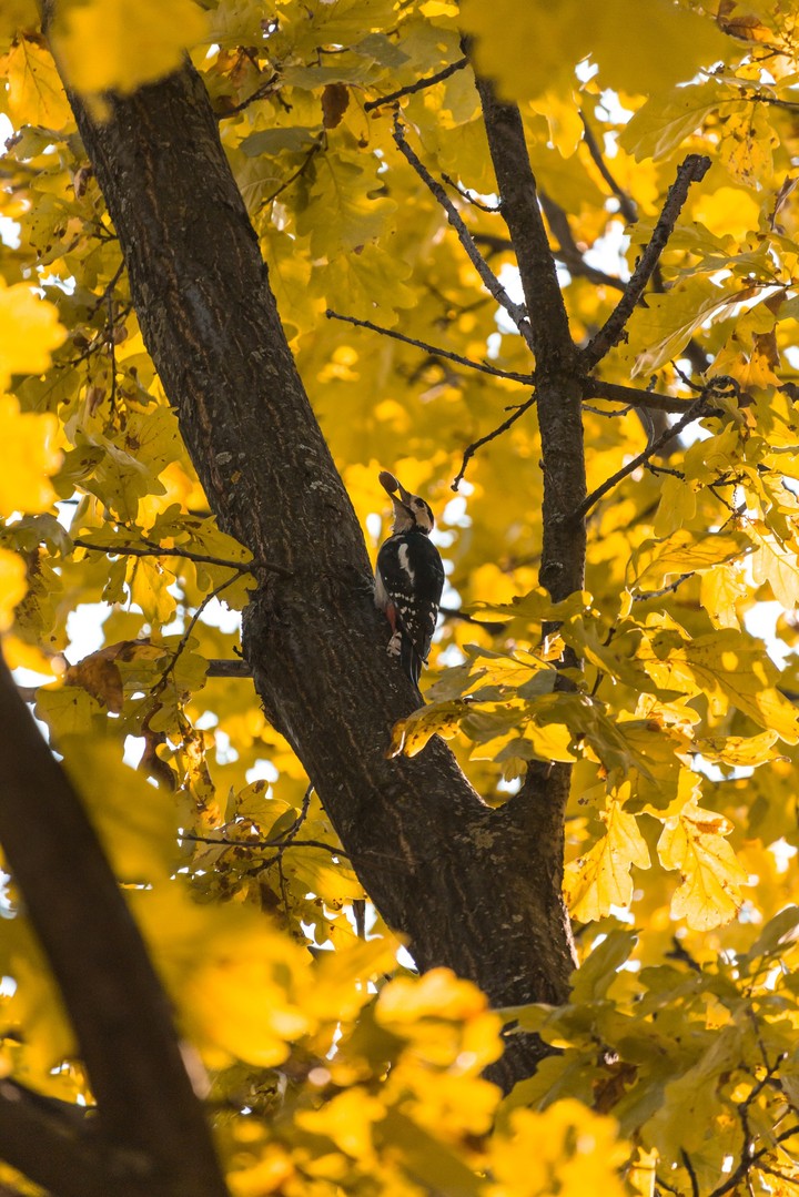 Woodpecker