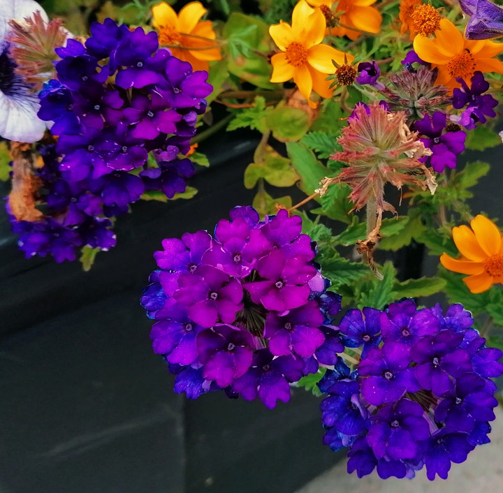 flowers