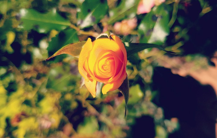 Rose