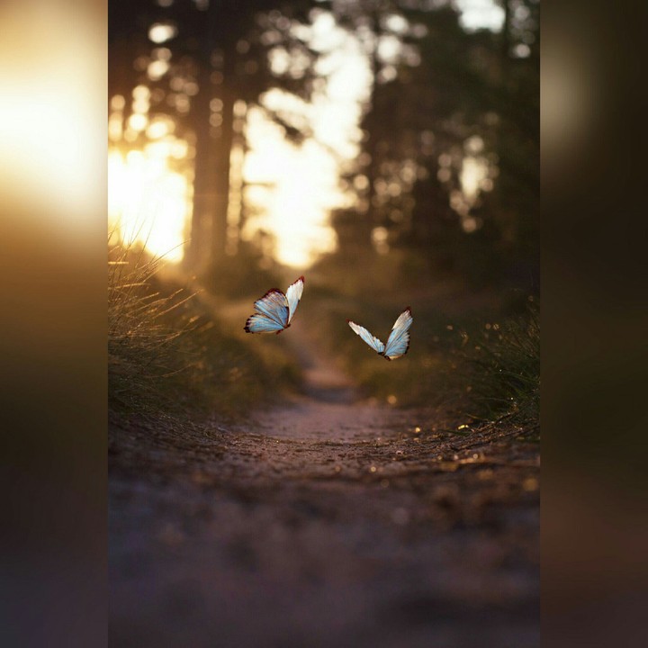 Butterflies