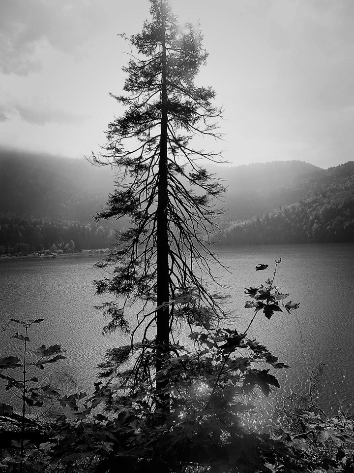 Nature black white