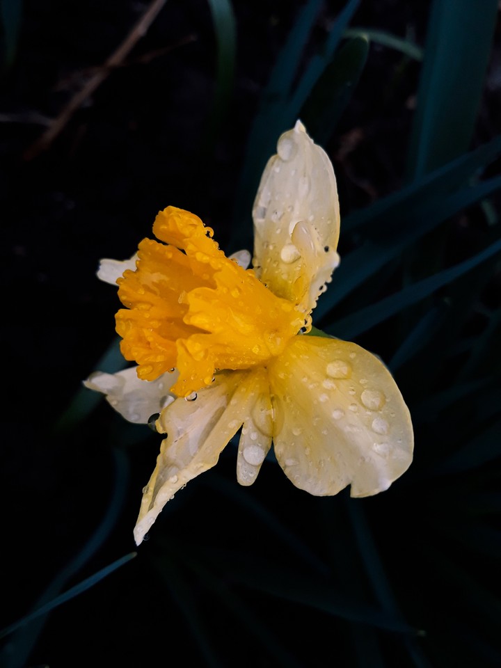 drops