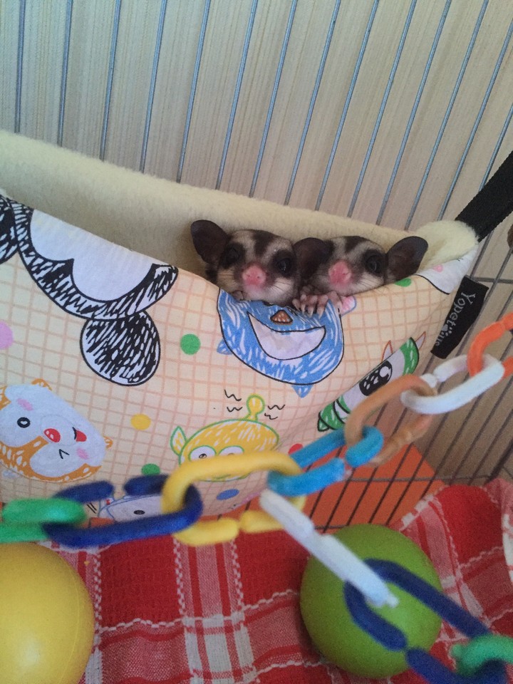 sugar gliders ?.. cute pets