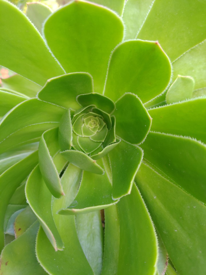 plant