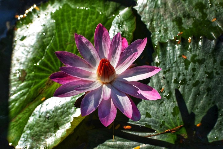 Flowers with Sunlight