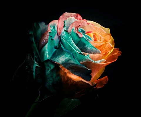 A rose...)