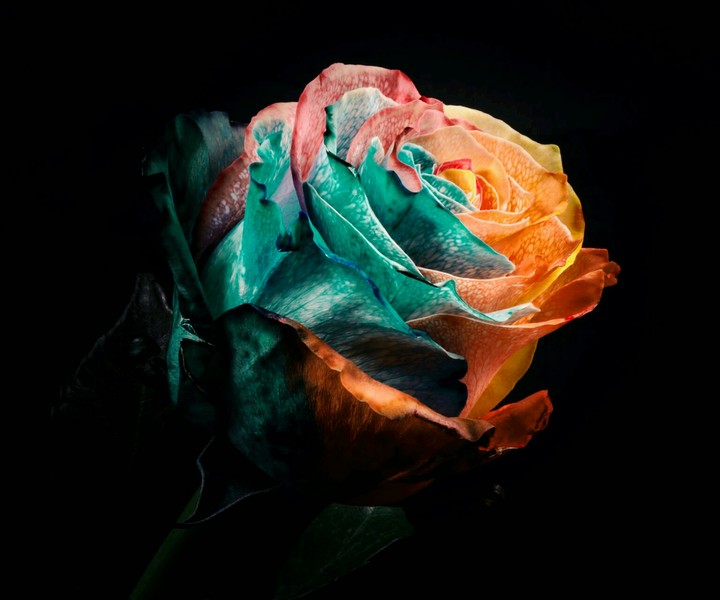 A rose...)