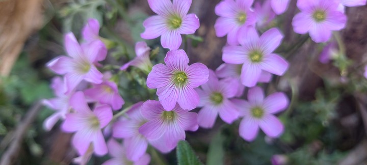 flowers