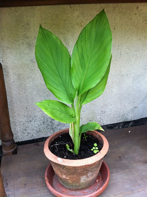 Curcuma