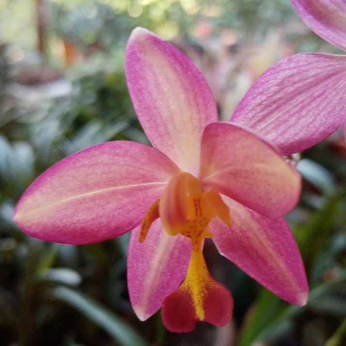 Spathoglottis Plicata