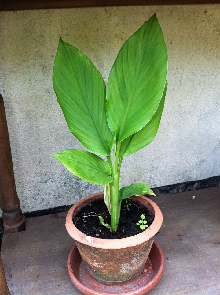 Curcuma