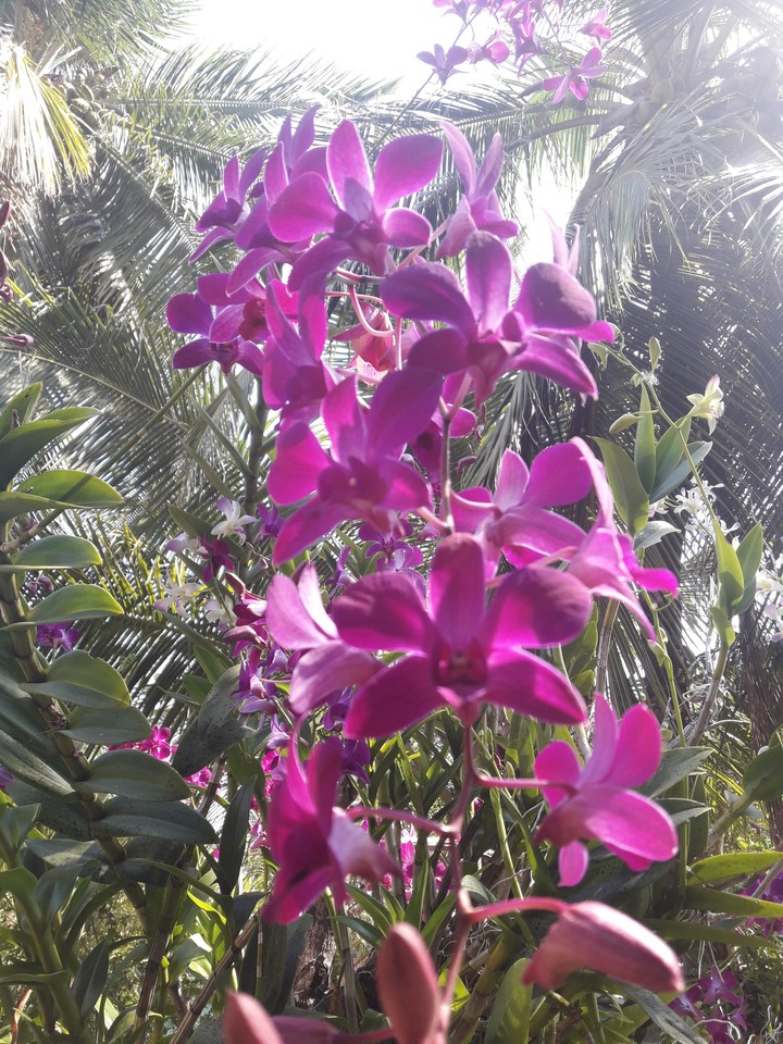 orchid