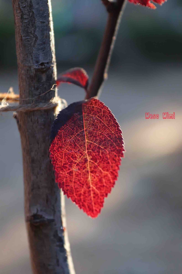 Red Leaf