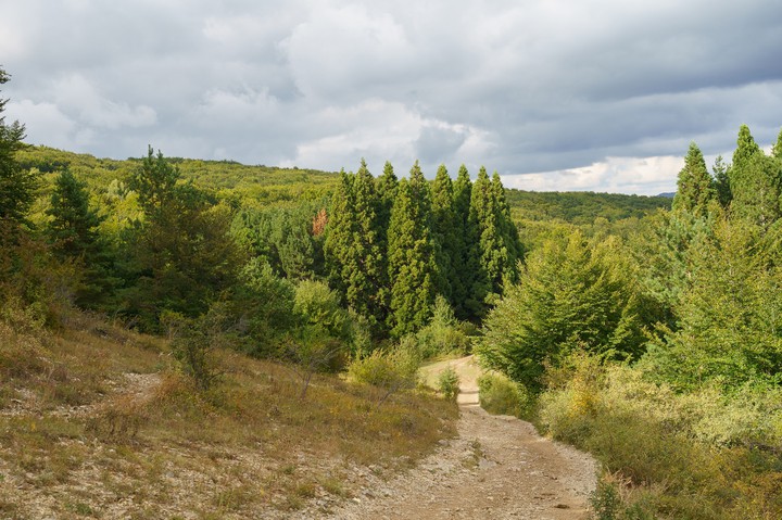 Лес