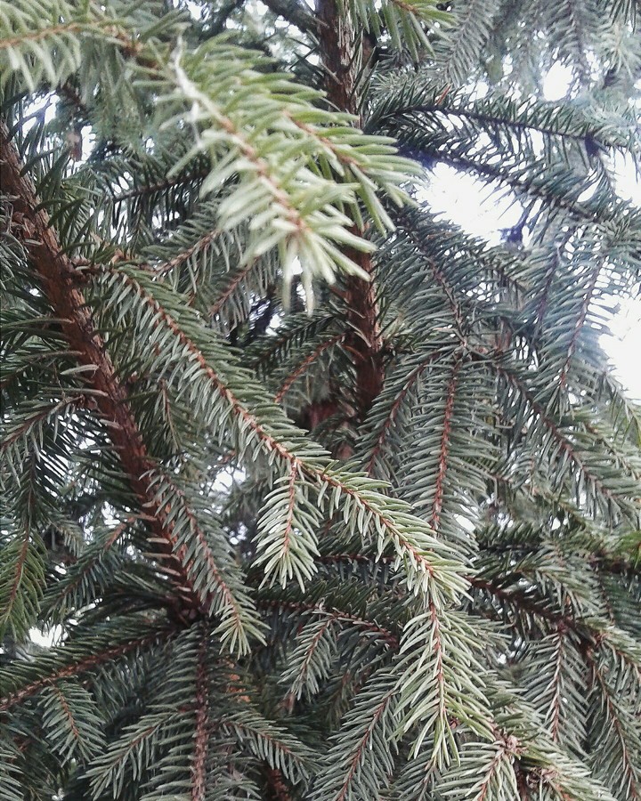 Branch
