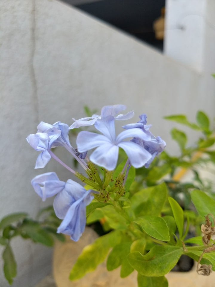 Lavender blossom