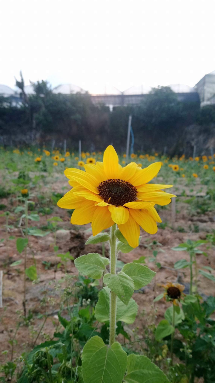 sunshine