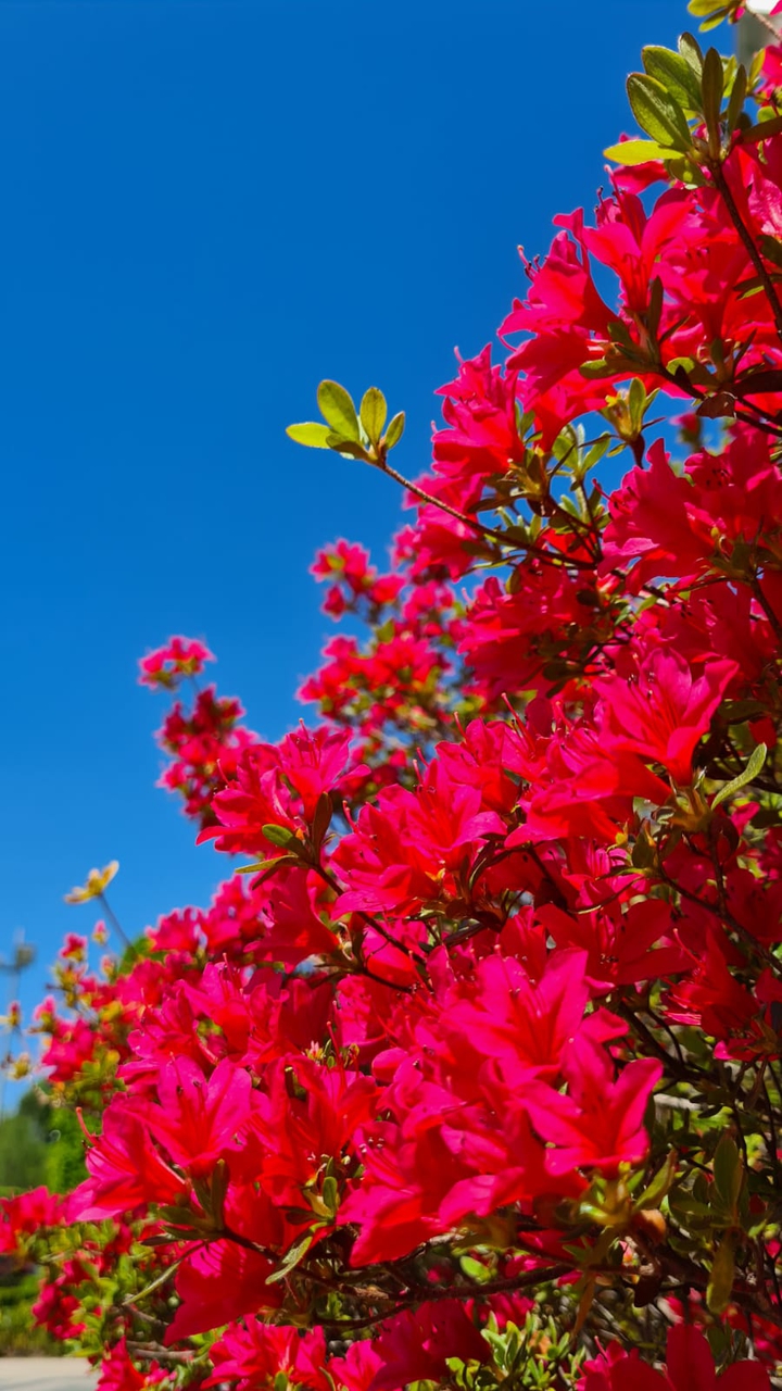 Flowers in the sky