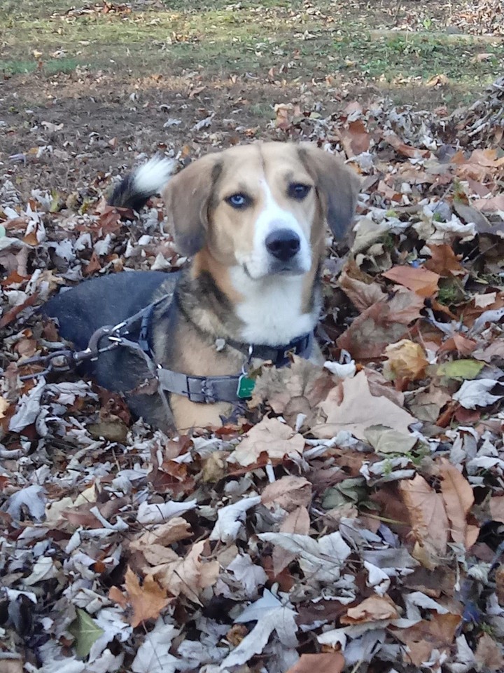 Fall dog