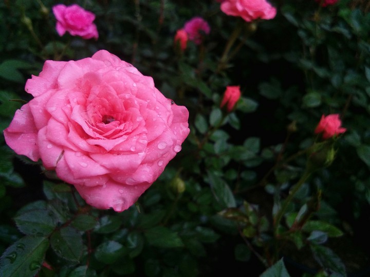 Rose