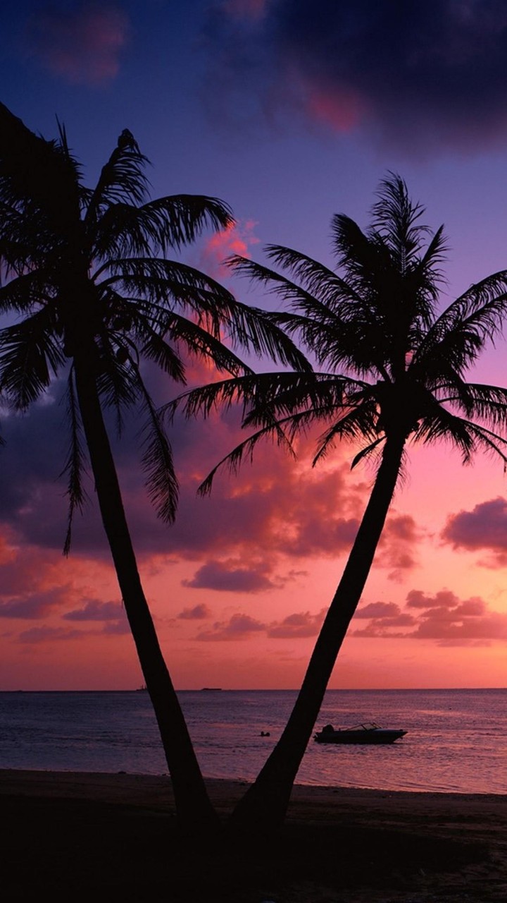 palm trees