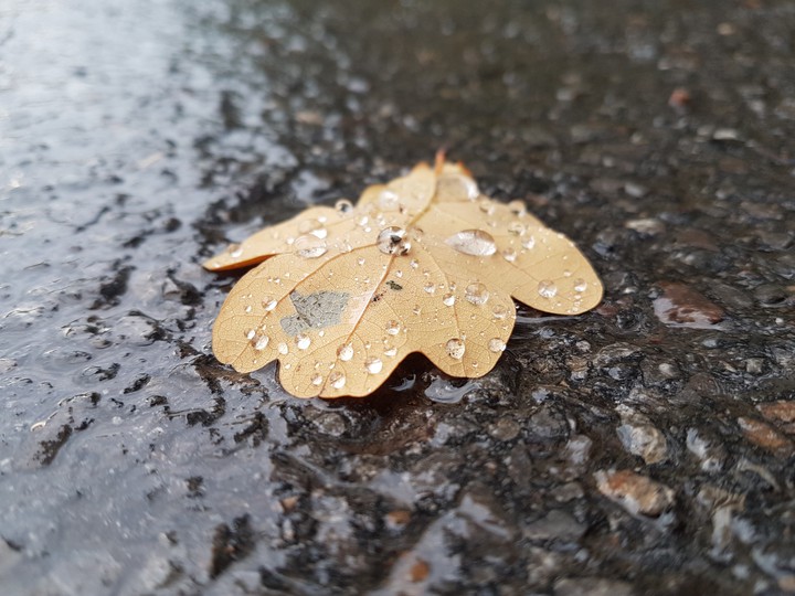 autumn