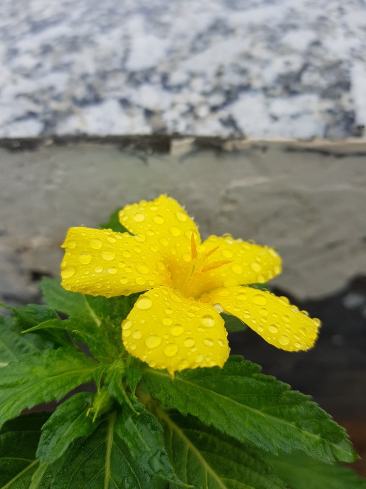yellow flower