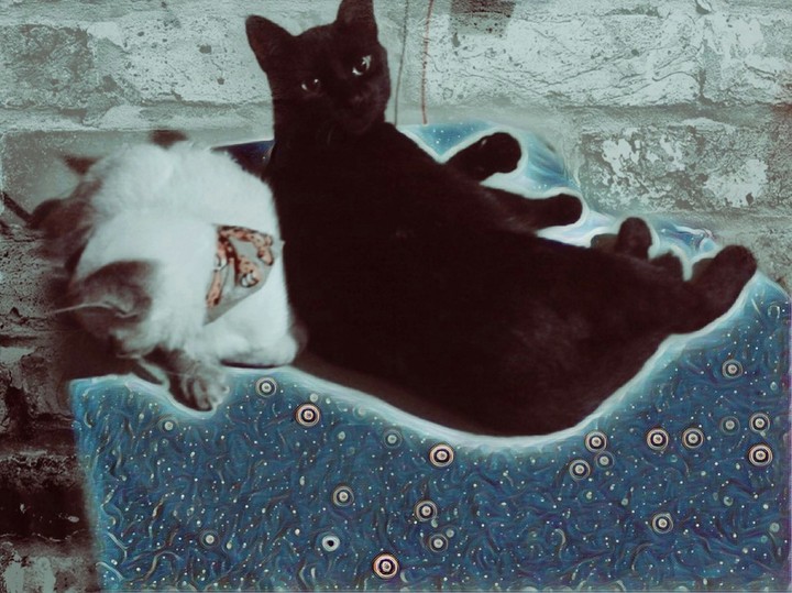 ♥Gatinhos♥